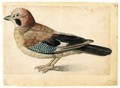 Study Of A Jay - (after) Le Moyne, Jacques (de Morgues)