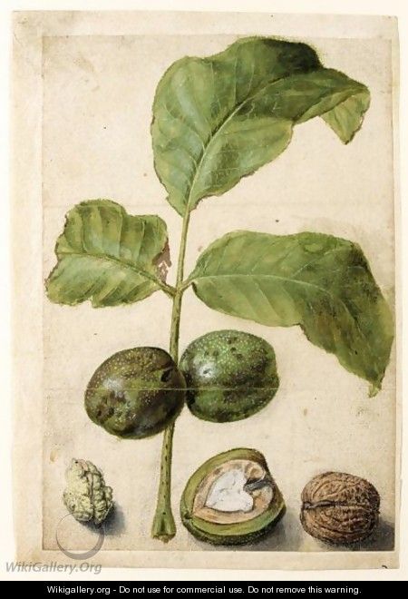 Various Studies Of Walnuts A Spray Of Leaves With Nuts Attached, A Cross-Section Of The Nut In Its Pithy Casing, The Outside Of The Shell, And The Kernel - (after) Le Moyne, Jacques (de Morgues)