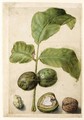 Various Studies Of Walnuts A Spray Of Leaves With Nuts Attached, A Cross-Section Of The Nut In Its Pithy Casing, The Outside Of The Shell, And The Kernel - (after) Le Moyne, Jacques (de Morgues)