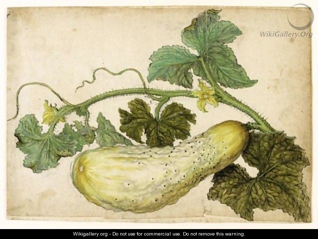 Study Of A Cucumber, With Its Leaves - (after) Le Moyne, Jacques (de Morgues)
