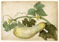 Study Of A Cucumber, With Its Leaves - (after) Le Moyne, Jacques (de Morgues)