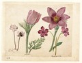 A Sheet Of Studies Of Flowers A Liverwort, Two Pasque Flowers And A Lesser Periwinkle - Jacques (de Morgues) Le Moyne