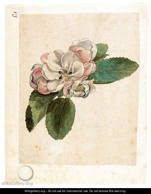 Study Of An Apple Blossom - Jacques (de Morgues) Le Moyne