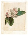 Study Of An Apple Blossom - Jacques (de Morgues) Le Moyne