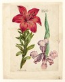 A Study Of An Orange Lily And An Iris - Jacques (de Morgues) Le Moyne