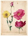 A Sheet Of Studies With French Roses And An Ox-Eye-Daisy - Jacques (de Morgues) Le Moyne