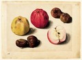 A Sheet Of Studies Of Fruits Apples, Chestnuts And Medlars - Jacques (de Morgues) Le Moyne