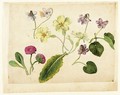 A Sheet Of Studies Of Flowers Two Double Daisies, Four Primroses And Five Violets With Separate Studies Of Their Leaves - Jacques (de Morgues) Le Moyne