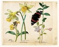 A Sheet Of Studies Of Flowers A Gilliflower, Two Wild Daffodils, A Lesser Periwinkle And A Red Admiral Butterfly - Jacques (de Morgues) Le Moyne