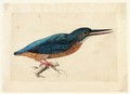 A Kingfisher On A Branch - Jacques (de Morgues) Le Moyne