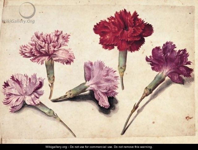 A Sheet Of Studies With Five Clove Pinks - Jacques (de Morgues) Le Moyne