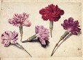 A Sheet Of Studies With Five Clove Pinks - Jacques (de Morgues) Le Moyne