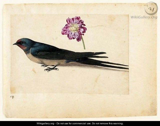 A Sheet Of Studies With A Swallow And A Double Gilliflower - Jacques (de Morgues) Le Moyne