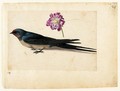 A Sheet Of Studies With A Swallow And A Double Gilliflower - Jacques (de Morgues) Le Moyne