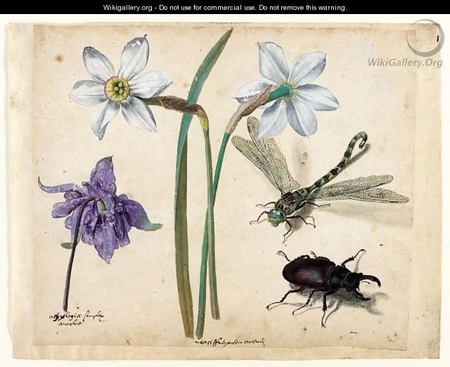A Sheet Of Studies Of Flowers And Insects Two Narcissi And A Columbine, With A Dragonfly And A Stag Beetle - Jacques (de Morgues) Le Moyne