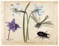 A Sheet Of Studies Of Flowers And Insects Two Narcissi And A Columbine, With A Dragonfly And A Stag Beetle - Jacques (de Morgues) Le Moyne