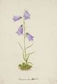 Campanula - Alexander Francis Lydon