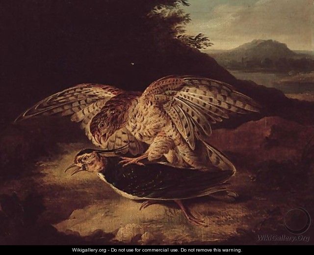 A Hawk And Plover - (after) Howitt, Samuel