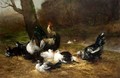 Chickens And Ducks Feeding - Antoine Vollon