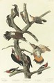 Hairy Woodpecker (Plate 416) - John James Audubon