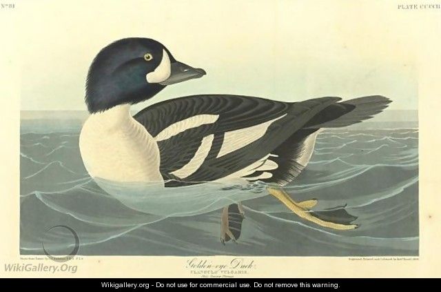 Golden-Eye Duck - John James Audubon