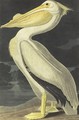American White Pelican (Plate 311) - John James Audubon