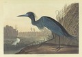 Blue Crane Or Heron (Plate 307) - John James Audubon