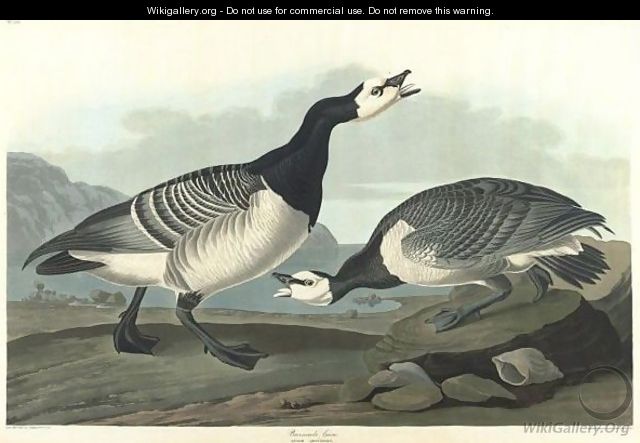 Barnacle Goose (Plate Ccxcvi) - John James Audubon