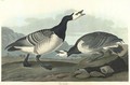Barnacle Goose (Plate Ccxcvi) - John James Audubon