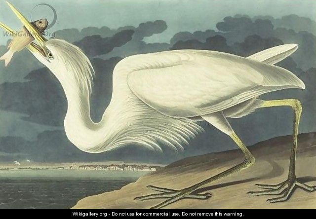 Great White Heron (Plate Cclxxxi) - John James Audubon