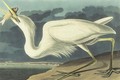 Great White Heron (Plate Cclxxxi) - John James Audubon