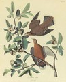 Zenaida Dove - John James Audubon