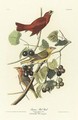 Summer Red Bird (Plate Xliv) - John James Audubon
