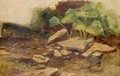 Study Of Plants And Rocks - William James Muller