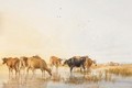 Cattle Watering 3 - Thomas Sidney Cooper