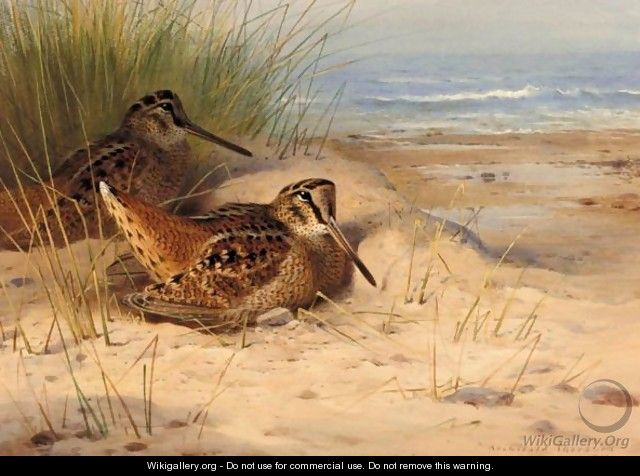 Woodcock Nesting On A Beach 2 - Archibald Thorburn