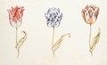 Three Tulips 'Admirael Pottenbacker', 'Anvers' And 'Generael Otto' - Dutch School