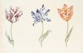 Three Tulips 'Viceroy', 'Purper En Wit Van Jeroen' And 'Isabelle' - Dutch School