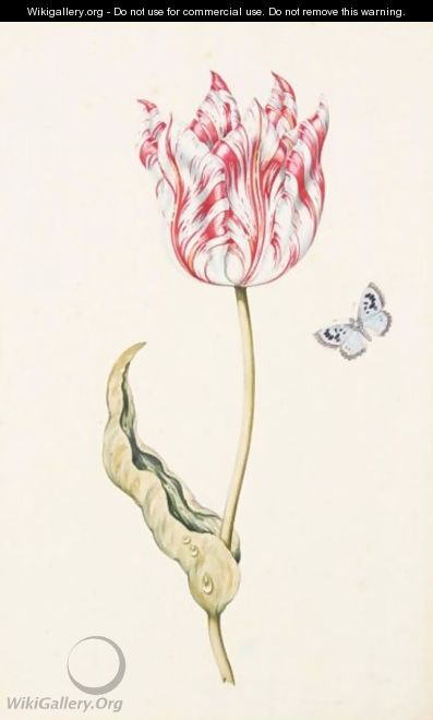 A Tulip 