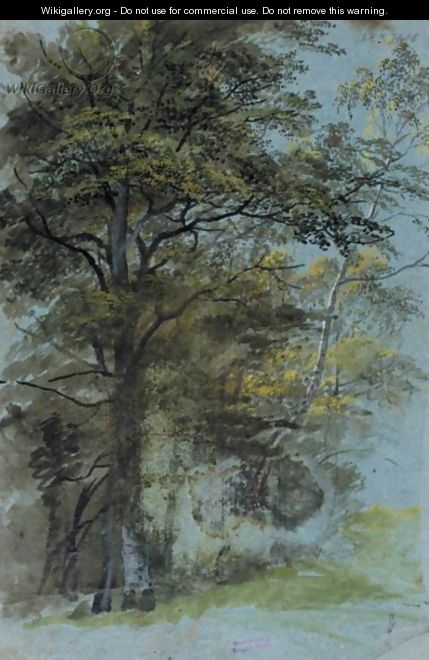 Study Of A Clump Of Trees - Johann Jakob The Younger Dorner