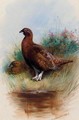 A Cock And Hen Red Grouse - Archibald Thorburn