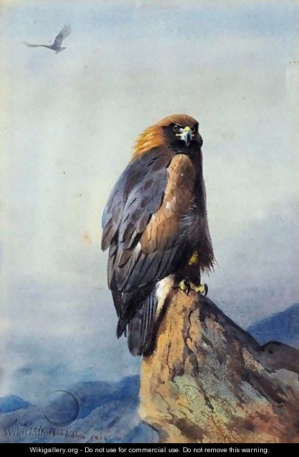 A Golden Eagle 2 - Archibald Thorburn