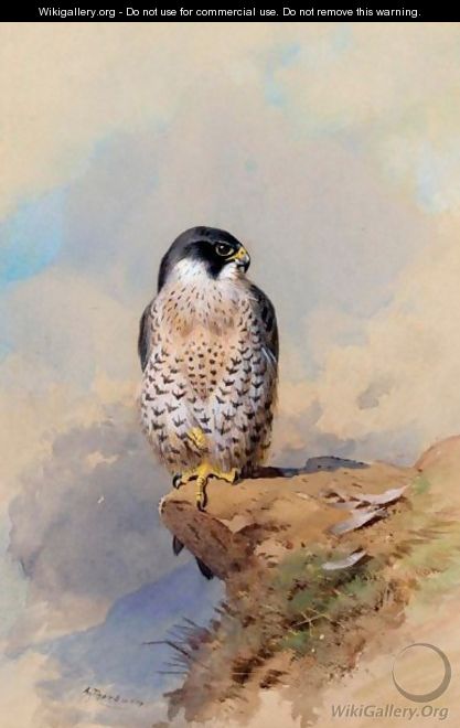 A Peregrine Falcon - Archibald Thorburn