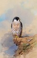 A Peregrine Falcon - Archibald Thorburn