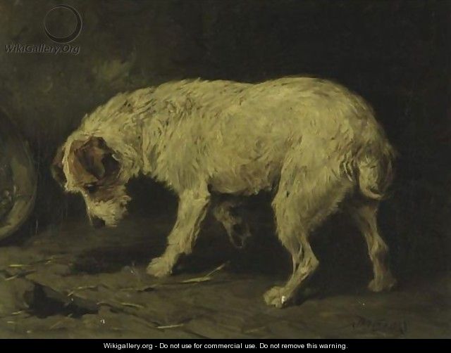 Jack Russell Terrier - John Emms