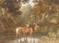 Deer In A Woodland Pool - Robert Hills
