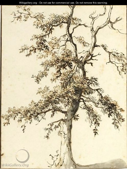 Study Of A Tree - Dutch School