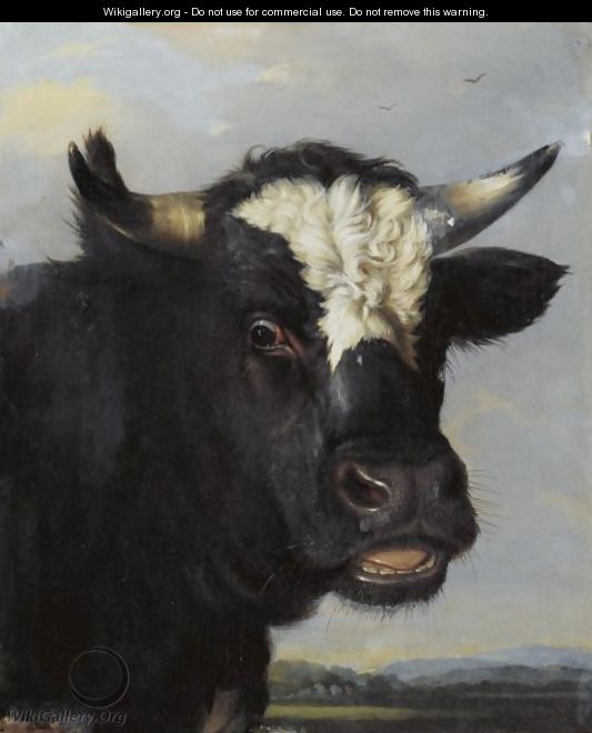 Head Of A Bull - (after) Paulus Potter