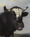 Head Of A Bull - (after) Paulus Potter