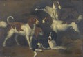 Study Of Dogs - Adriaen Cornelisz. Beeldemaker